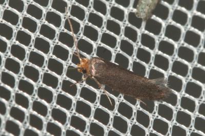  Cephimallota crassiflavella Bruand, 1851
