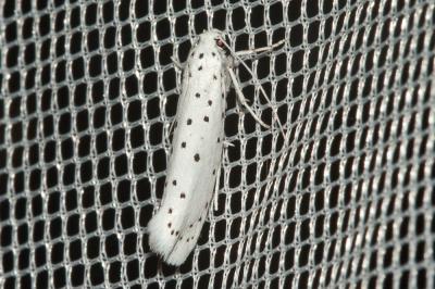  Yponomeuta padella (Linnaeus, 1758)