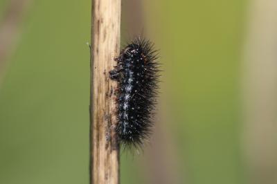 Ecaille striée (L') Spiris striata (Linnaeus, 1758)