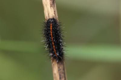 Ecaille striée (L') Spiris striata (Linnaeus, 1758)