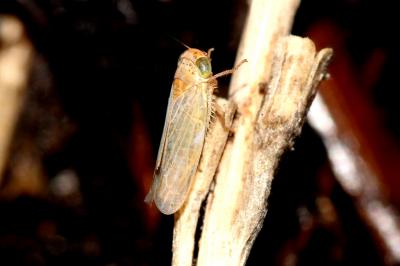  Grypotes puncticollis (Herrich-Schäffer, 1834)