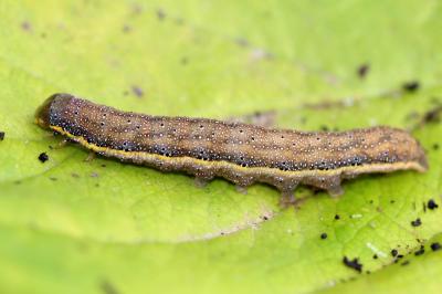 Noctuelle des Potagers (La) Lacanobia oleracea (Linnaeus, 1758)