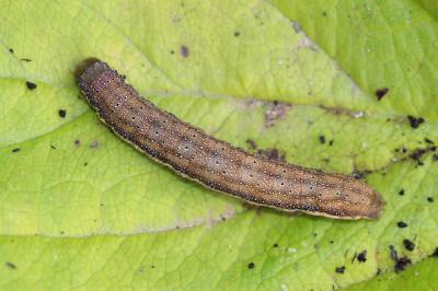 Noctuelle des Potagers (La) Lacanobia oleracea (Linnaeus, 1758)