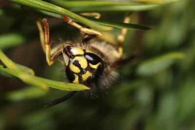 Guêpe commune Vespula vulgaris (Linnaeus, 1758)