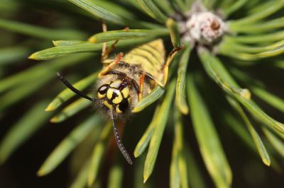 Guêpe commune Vespula vulgaris (Linnaeus, 1758)