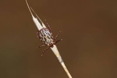  Dermacentor marginatus (Sulzer, 1776)