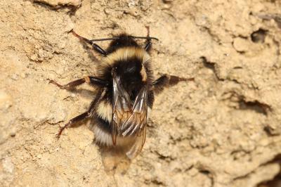  Bombus Latreille, 1802