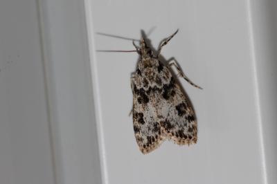  Eudonia delunella (Stainton, 1849)
