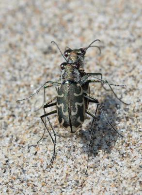  Cylindera trisignata (Dejean in Latreille & Dejean, 1822)