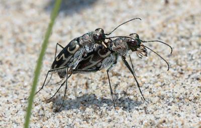  Cylindera trisignata (Dejean in Latreille & Dejean, 1822)