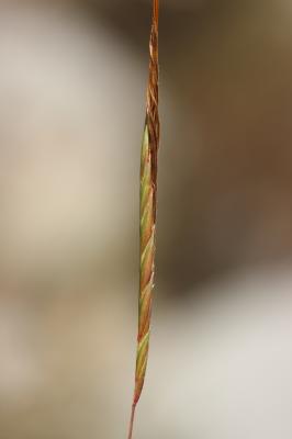 Herbe barbue, Andropogon, Hétéropogon contourné Heteropogon contortus (L.) P.Beauv. ex Roem. & Schult., 1817