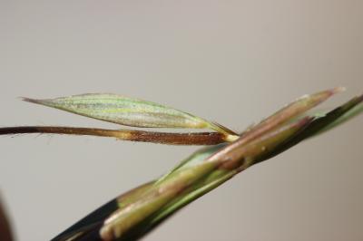 Herbe barbue, Andropogon, Hétéropogon contourné Heteropogon contortus (L.) P.Beauv. ex Roem. & Schult., 1817