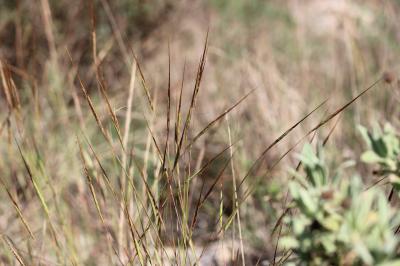 Herbe barbue, Andropogon, Hétéropogon contourné Heteropogon contortus (L.) P.Beauv. ex Roem. & Schult., 1817