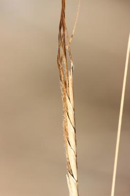 Herbe barbue, Andropogon, Hétéropogon contourné Heteropogon contortus (L.) P.Beauv. ex Roem. & Schult., 1817