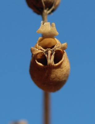 Muflier des champs, Tête-de-mort Misopates orontium (L.) Raf., 1840