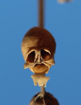 Muflier des champs, Tête-de-mort Misopates orontium (L.) Raf., 1840