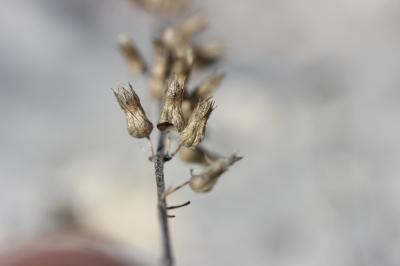 Germandrée botryde Teucrium botrys L., 1753