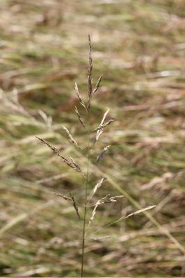 Glycérie Puccinellia festuciformis (Host) Parl., 1850