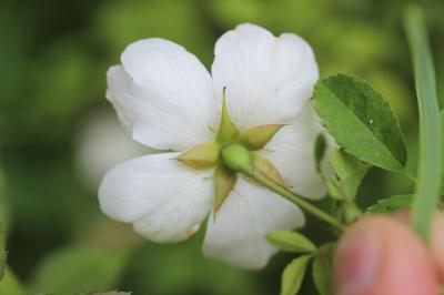 Rosier des champs, Rosier rampant Rosa arvensis Huds., 1762