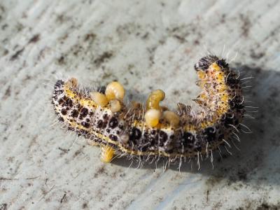  Cotesia glomerata (Linnaeus, 1758)