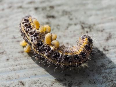  Cotesia glomerata (Linnaeus, 1758)