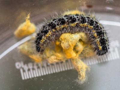  Cotesia glomerata (Linnaeus, 1758)