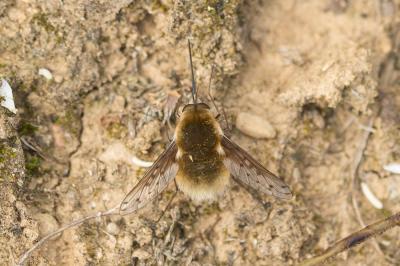  Bombylius medius Linnaeus, 1758
