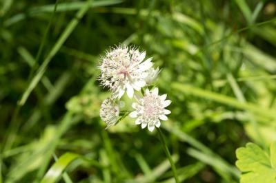 Grande Astrance, Grande Radiaire Astrantia major L., 1753