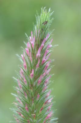 Trèfle à folioles étroites, Queue-de-renard Trifolium angustifolium L., 1753