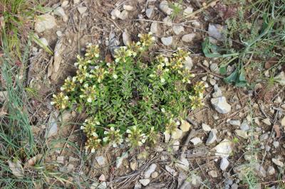 Germandrée des montagnes Teucrium montanum L., 1753