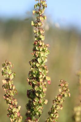 Patience à crêtes, Rumex à crêtes Rumex cristatus DC., 1813