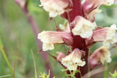 Orobanche violette, Orobanche du Panicaut Orobanche amethystea Thuill., 1799