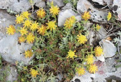 Germandrée dorée Teucrium aureum Schreb., 1773
