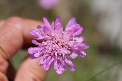 Knautie pourpre Knautia collina Jord., 1848
