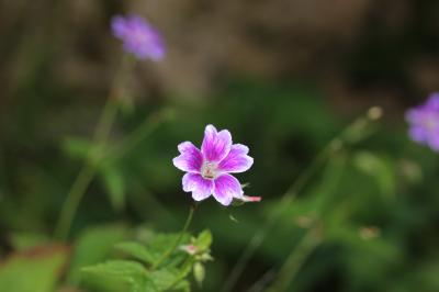 Géranium noueux Geranium nodosum L., 1753