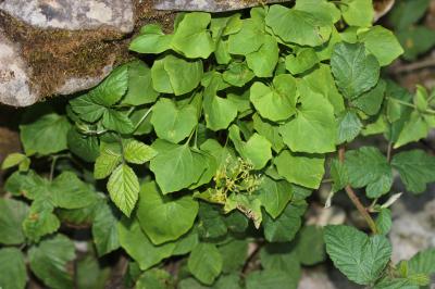 Valériane à trois folioles Valeriana tripteris L., 1753
