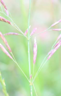 Brome sans arêtes Bromopsis inermis (Leyss.) Holub, 1973