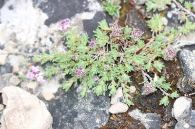 Thyms des Dolomies, Thym de la dolomie Thymus dolomiticus H.J.Coste, 1893
