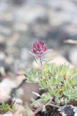 Thyms des Dolomies, Thym de la dolomie Thymus dolomiticus H.J.Coste, 1893