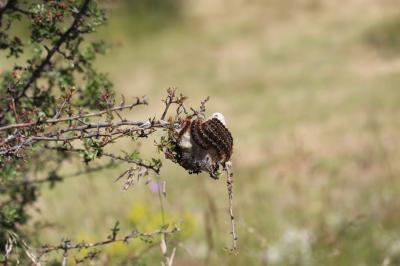 Laineuse du Cerisier (La), Bombyx laineux (Le) Eriogaster lanestris (Linnaeus, 1758)