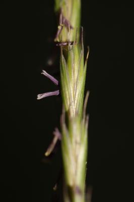 Chiendent commun, Chiendent rampant Elytrigia repens (L.) Desv. ex Nevski, 1934