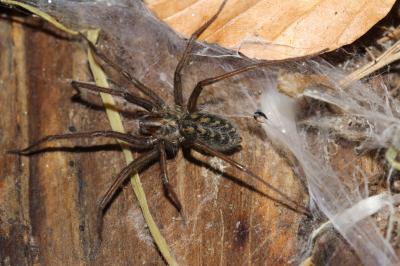  Tegenaria Latreille, 1804