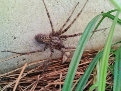  Tegenaria parietina (Fourcroy, 1785)