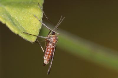  Asphondylia rosmarini Kieffer, 1896
