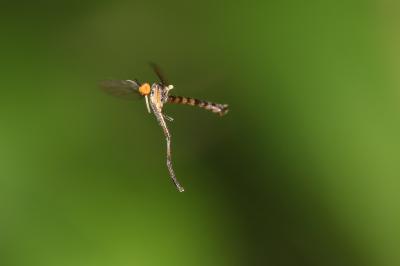  Rhamphomyia Meigen, 1822