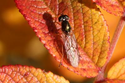  Sargus bipunctatus (Scopoli, 1763)