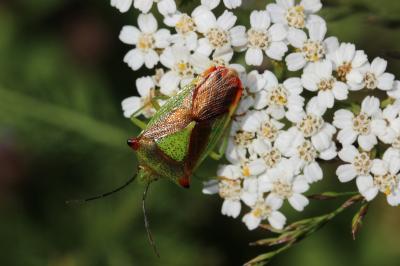 Punaise de l'aubépine, Punaise ensanglantée Acanthosoma haemorrhoidale (Linnaeus, 1758)