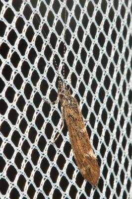  Athripsodes cinereus (Curtis, 1834)