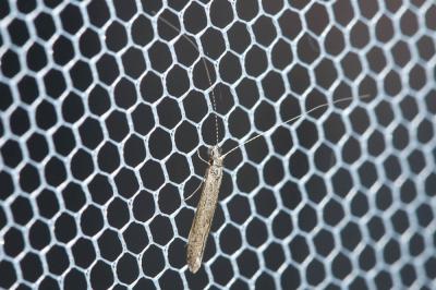  Leptocerus tineiformis Curtis, 1834