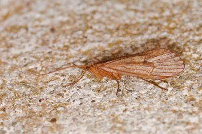  Stenophylax permistus McLachlan, 1895